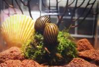 Two Neritina Natalensis With Their Friend Take Care For The Java Moss
