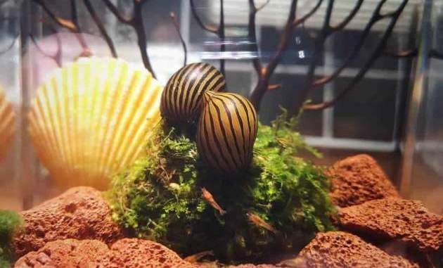 Two Neritina Natalensis With Their Friend Take Care For The Java Moss