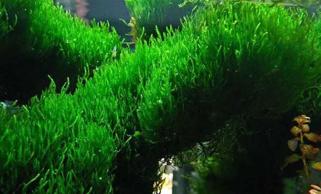 Choose 3 large Moss the Best for Your Aquascape