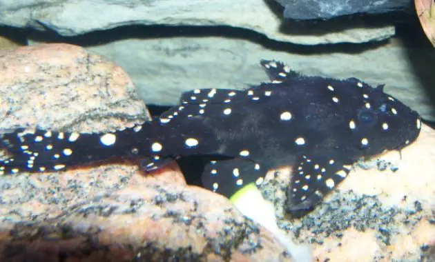 Cleaner Algae Eating Fish Plecostomus in Tropical Tank: Adonis Pleco 2