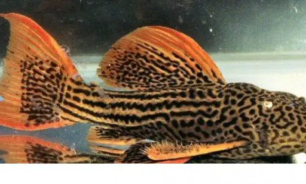 Cleaner Algae Eating Fish Plecostomus in Tropical Tank: Adonis Pleco 3