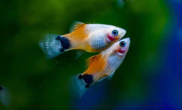 A Pair Of Mickey Mouse Platies Fish