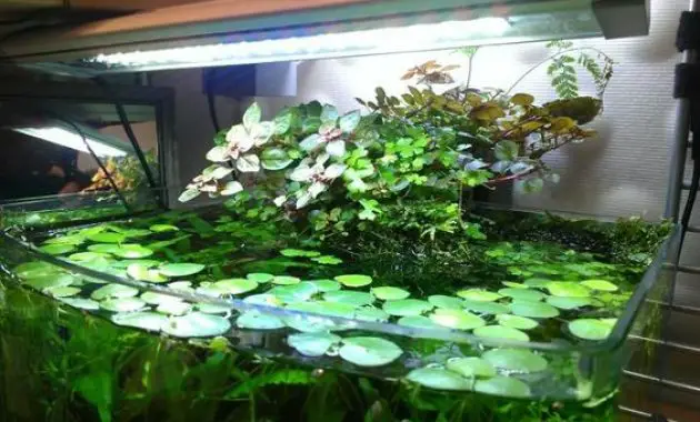 What Use Direct Sunlight Causes Algae in Fish Tank? 2