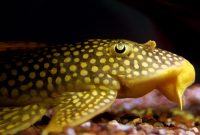 Algae Eaters Facts And Information Sunshine Pleco