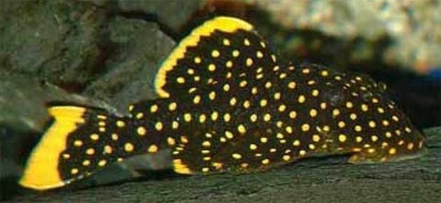 Algae Eating Fish Plecostomus in Tropical Tanks: Gold Nugget Pleco