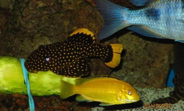 Algae Eating Fish Plecostomus in Tropical Tanks: Gold Nugget Pleco 2