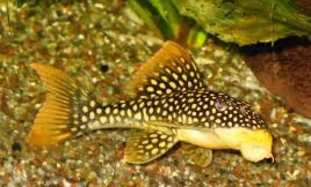 Algae Eating Fish Plecostomus in Tropical Tanks: Gold Nugget Pleco 3