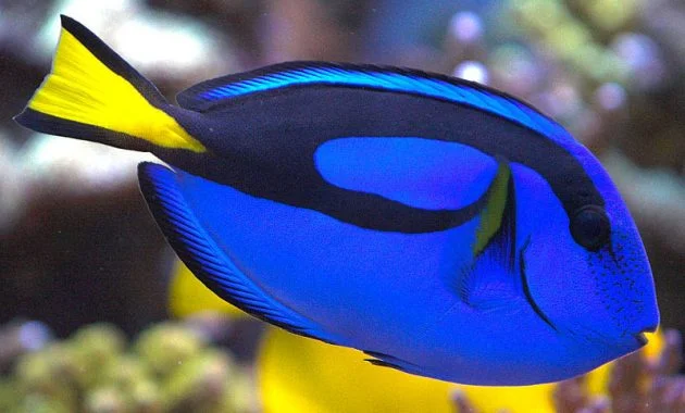 Awesome Algae Eaters Tropical Fish: Blue Tang 2