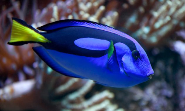 Awesome Algae Eaters Tropical Fish: Blue Tang 3