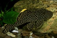Awesome Algae Eating Fish Plecostomus: Spotted Medusa Pleco
