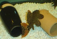 Awesome Algae Eating Fish Plecostomus in Aquarium: Leopard Cactus Pleco