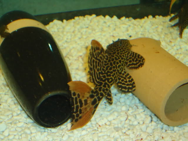 Awesome Algae Eating Fish Plecostomus in Aquarium: Leopard Cactus Pleco