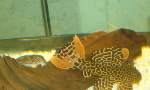 Awesome Algae Eating Fish Plecostomus in Aquarium: Leopard Cactus Pleco 2