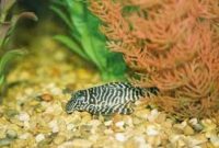 Awesome Algae Eating Fish Plecostomus in Fish Tank: King Tiger Pleco