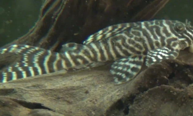 Awesome Algae Eating Fish Plecostomus in Fish Tank: King Tiger Pleco 2