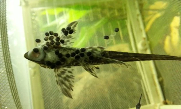 Awesome Algae Eating Fish Plecostomus in Planted Tank: Whiptail Catfish 3