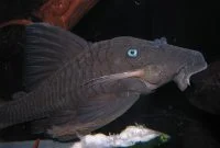 Awesome Algae Eating Fish Plecostomus in Tropical Tank Blue Eyed Plecostomus