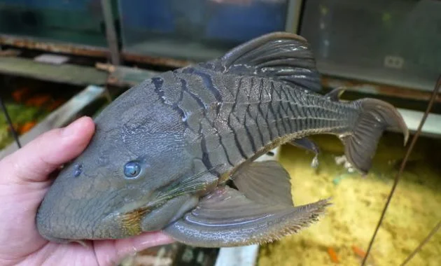 Awesome Algae Eating Fish Plecostomus in Tropical Tank: Blue Eyed Plecostomus 2