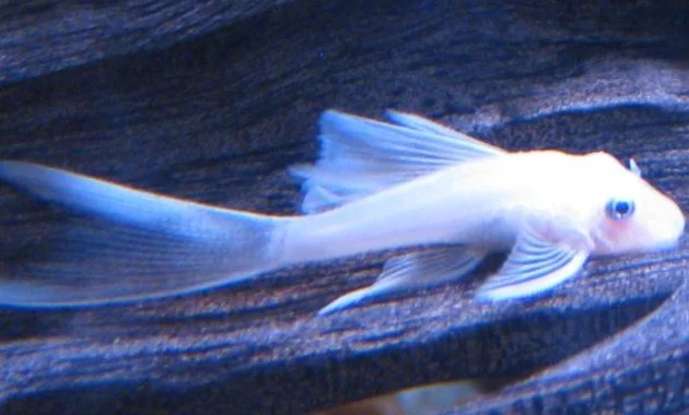 Awesome Algae Eating Fish Plecostomus in Tropical Tank: Blue Eyed Plecostomus 3