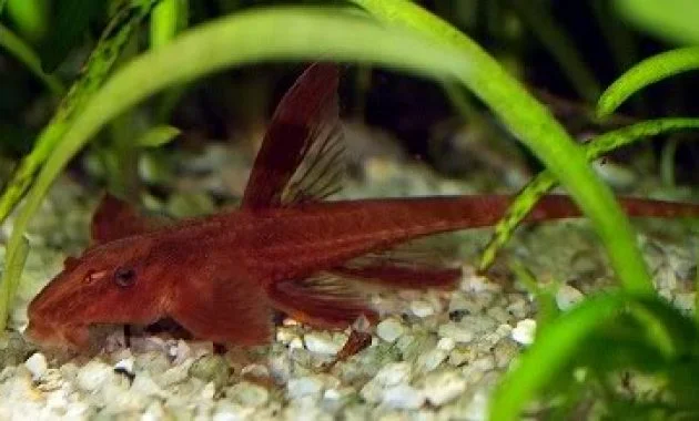 Best Algae Eaters Tropical Tank Red Lizard Whiptail Pleco Fish 