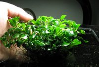 Best Live Plants For Betta Anubias Nana Petite