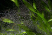 How to Get Rid of Algae in an Aquarium : Hair Algae
