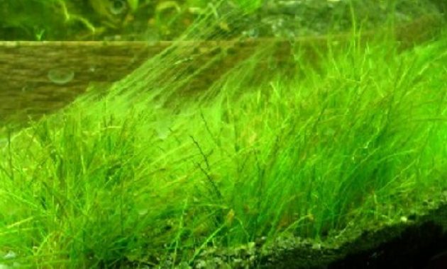 How to Get Rid of Algae in an Aquarium: Hair Algae 2