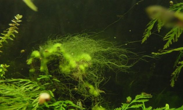 How to Get Rid of Algae in an Aquarium: Hair Algae 3