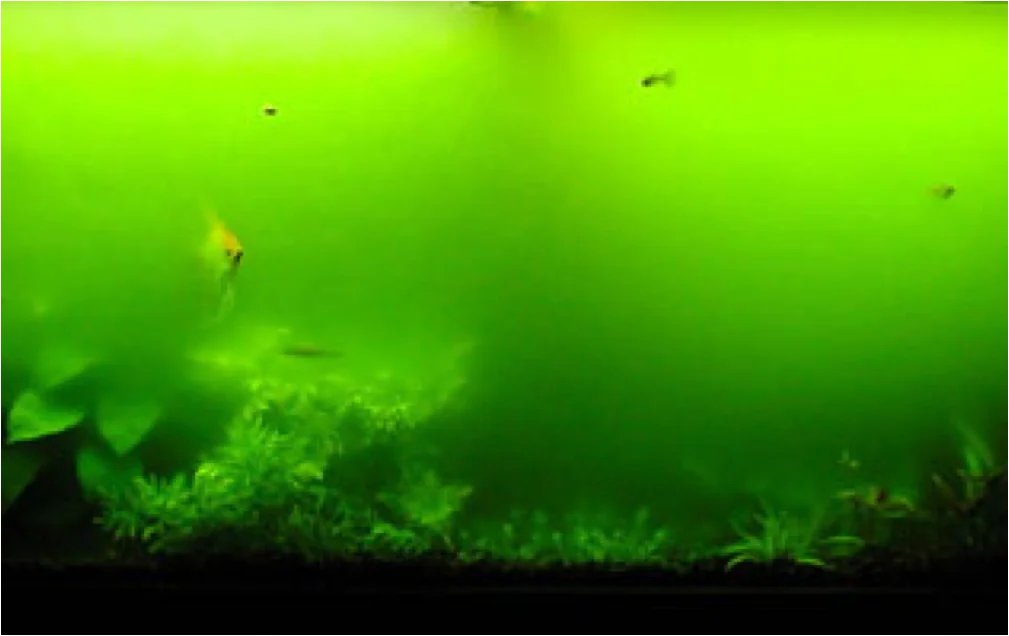 How to Stop Algae Growth Green Water in Freshwater Aquarium
