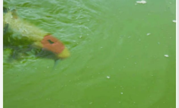 How to Stop Algae Growth Green Water in Freshwater Aquarium 2