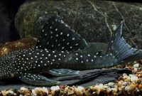Cleaner Algae Eating Fish Plecostomus in Aquariums: Blue Phantom Pleco