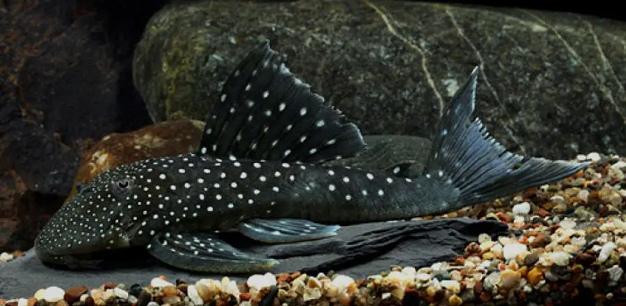 Cleaner Algae Eating Fish Plecostomus in Aquariums: Blue Phantom Pleco
