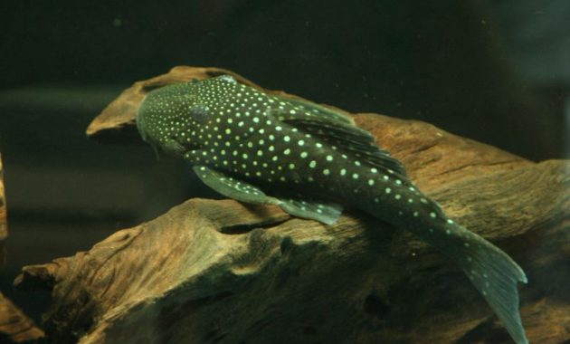 Cleaner Algae Eating Fish Plecostomus in Aquariums: Blue Phantom Pleco 2