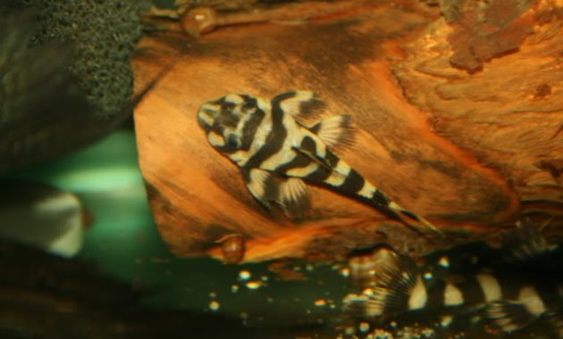 Cleaner Algae Eating Fish Plecostomus in Freshwater Aquarium: Butterfly Pleco 3