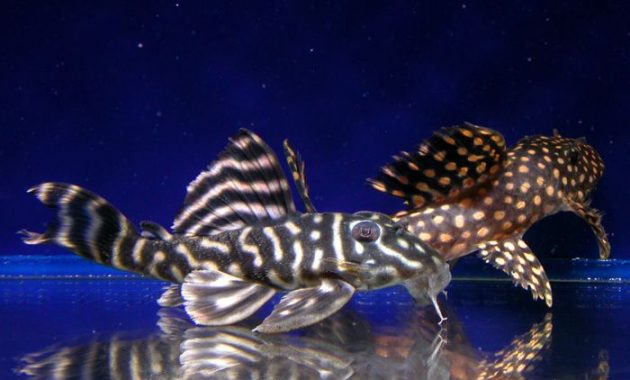 Different Types Of Plecostomus Fish - Rio Negro Pleco Fish