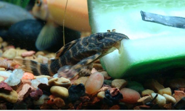 Different Types Of Plecostomus Fish - Rio Negro Pleco Fish