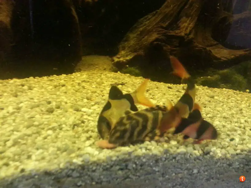 Effective Algae Eating Fish Plecostomus in Aquariums: Candy Striped Pleco