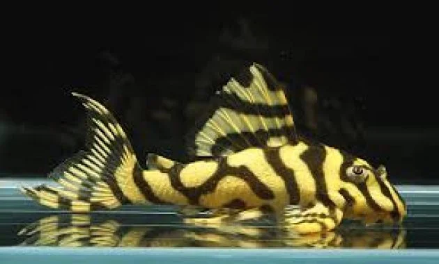 Effective Algae Eating Fish Plecostomus in Aquariums: Candy Striped Pleco 2