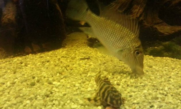 Effective Algae Eating Fish Plecostomus in Aquariums: Candy Striped Pleco 3