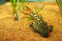 Effective Algae Eating Fish Plecostomus in Fish Tank: Titanicus Pleco