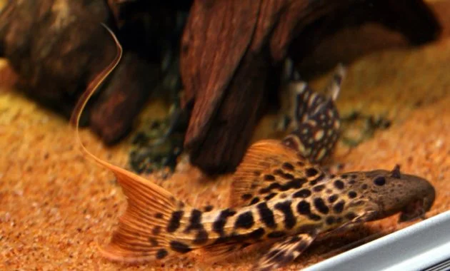 Effective Algae Eating Fish Plecostomus in Fish Tank: Titanicus Pleco 2