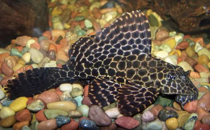 Effective Algae Eating Fish Plecostomus in Freshwater Aquariums: Sailfin Pleco