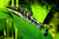 Effective Otocinclus Algae Eater Clean Up Team in Aquarium: Zebra Otocinclus