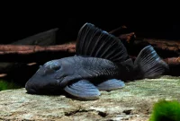 Excellent Algae Eating Fish Plecostomus in Aquariums: Blue Panaque Pleco
