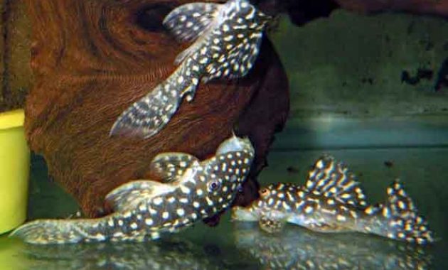 Excellent Algae Eating Fish Plecostomus in Freshwater Aquarium: Galaxy Pleco 2