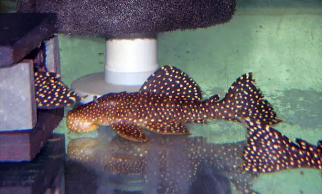 Excellent Algae Eating Fish Plecostomus in Freshwater Aquarium: Galaxy Pleco 3