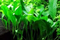 Freshwater Low Light Aquarium Plants Anubias Barteri Var Angustifolia