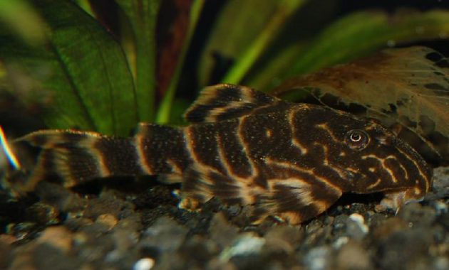 Friendly Catfish Algae Eater For Your Planted Tank: Clown Pleco 2