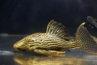The Great Algae Eating Fish Plecostomus in Freshwater Aquariums: Gold Royal Pleco