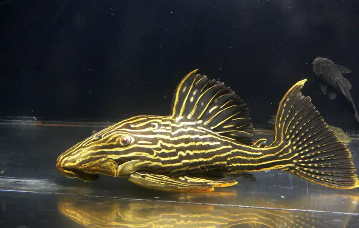 The Great Algae Eating Fish Plecostomus in Freshwater Aquariums: Gold Royal Pleco